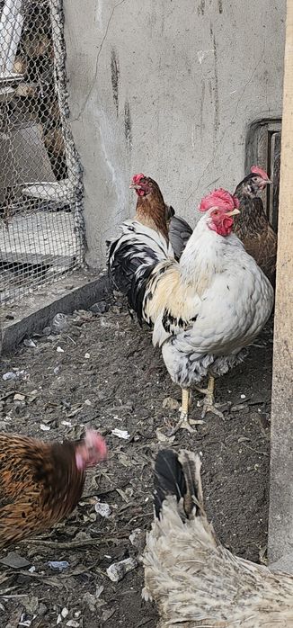 әтештер сатылады