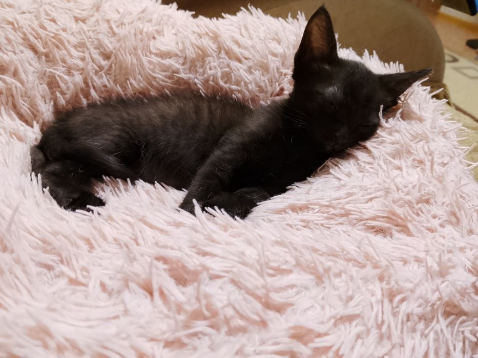 Отдам котёнка в добрые ручки