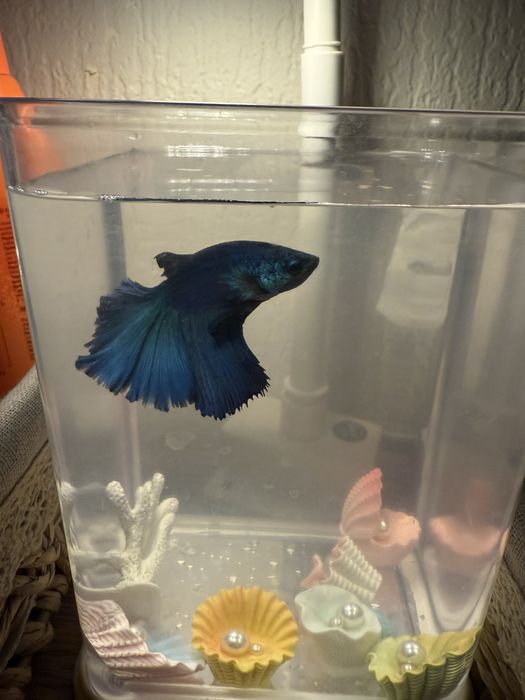 Аквариум с петушком и кормом