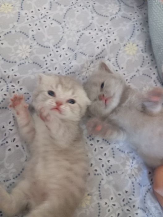 Продам Британских котят