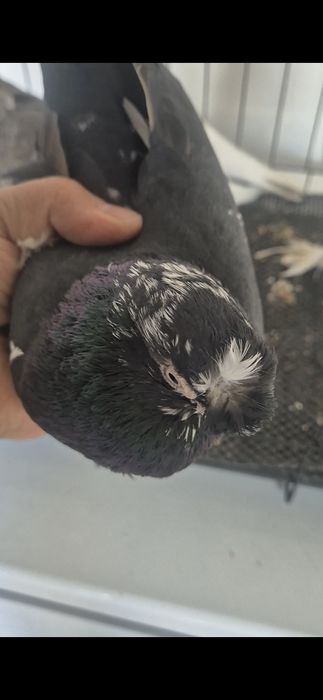 Продам голубей на игру