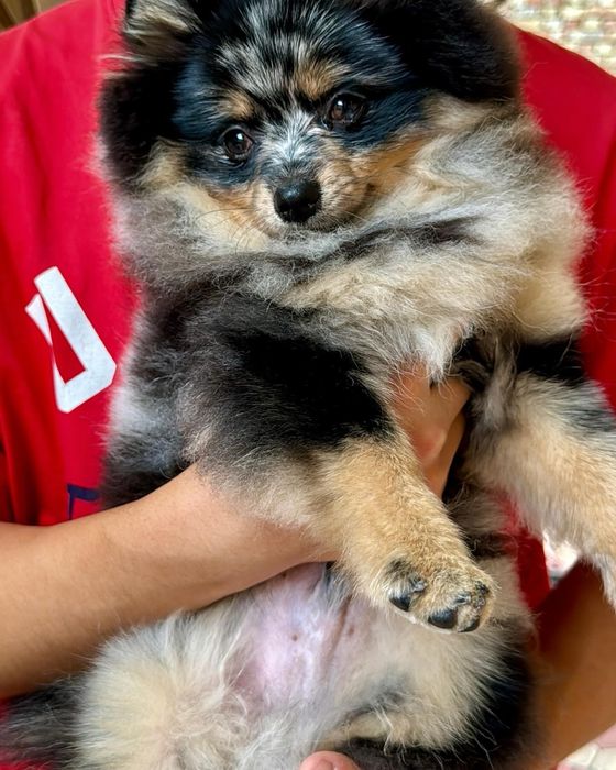 Продается  немецкий шпиц.