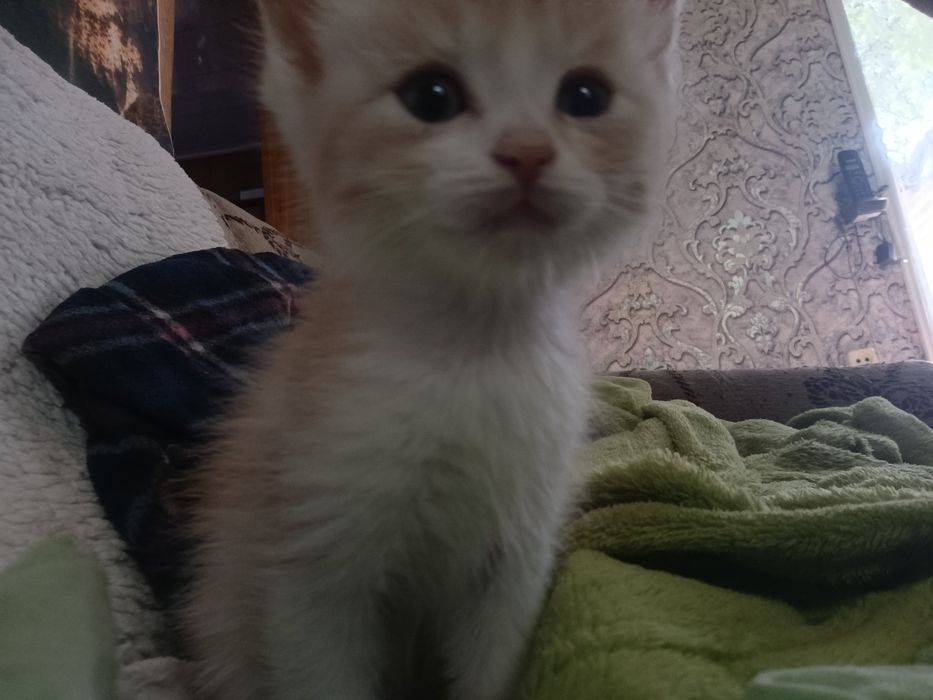 Отдам котят бесплатно!!!