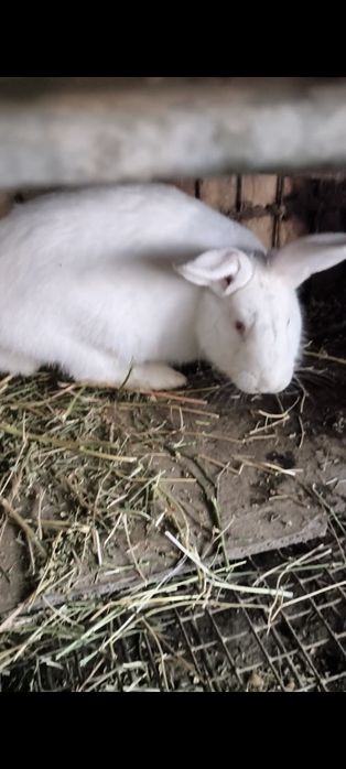 Продам крольчат.