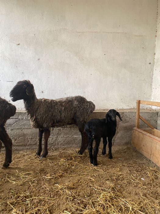 Қойлар сатылады қозылы қойыда бар