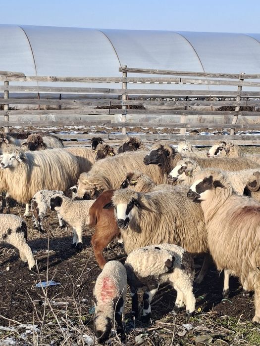 Vand 52 de oi cu miei