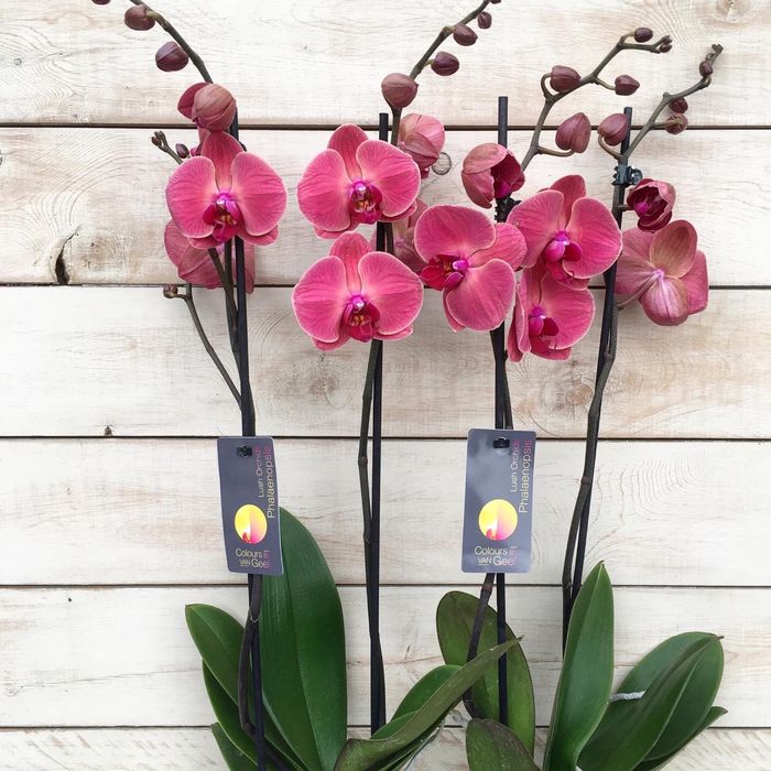 Орхидея, орхидеи!