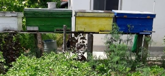 Vând familii de albine puternice