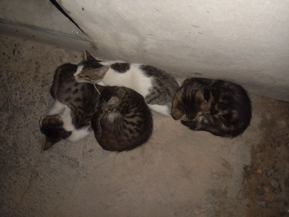 Mushuk bolalari 4talasi erkak hadya qilinadi