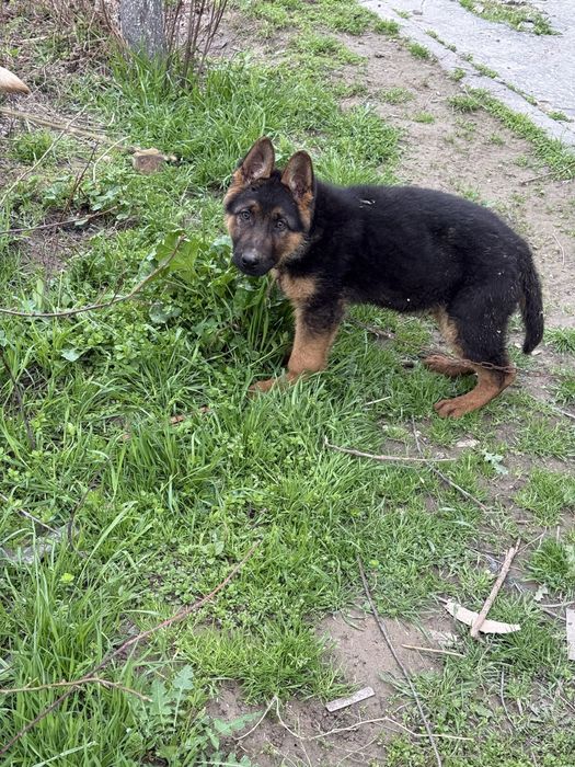 Овчарка ( мальчик)