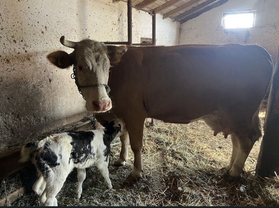 vand vaca cu vitel belgian