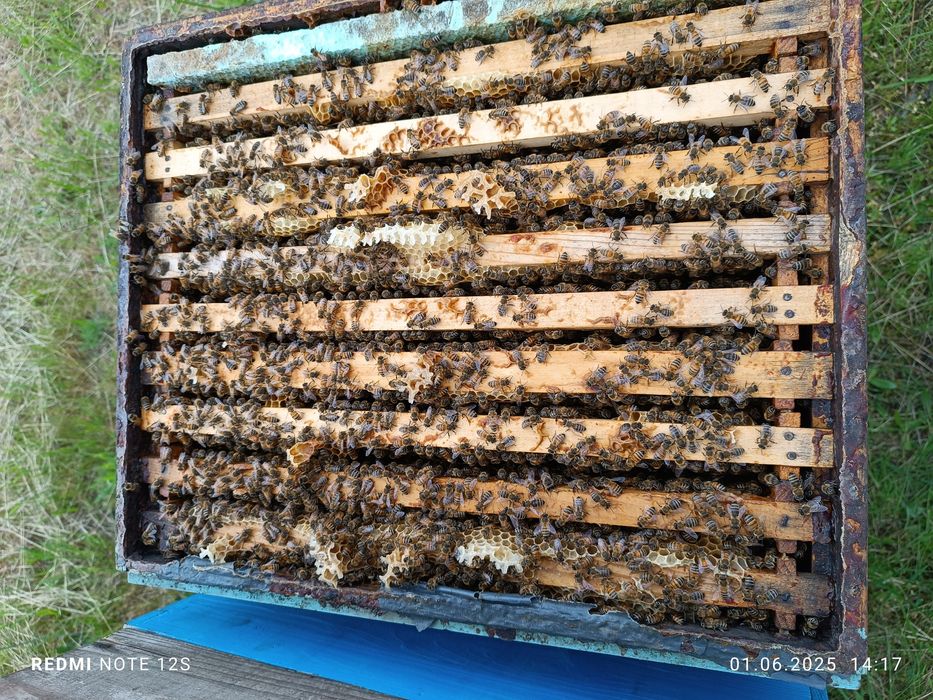 Albine ,cutii stupi ,inventar apicol,caturi,rame