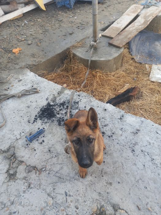 Nemis Afcharkasi soğlom