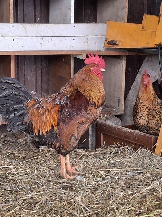 Кучинский ситцевый петух