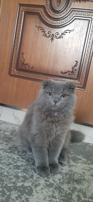 Котенок. Британец