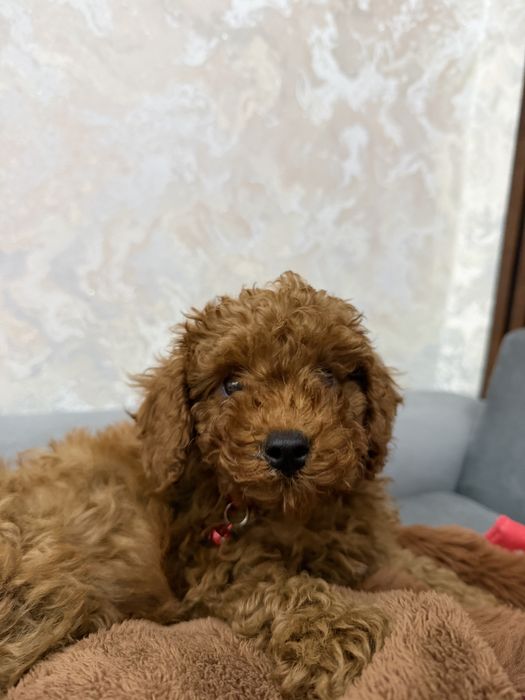 Продается той пудель