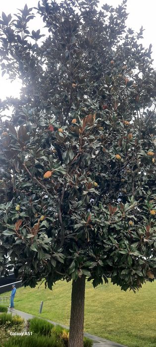 Магнолия грандифлора уруғи