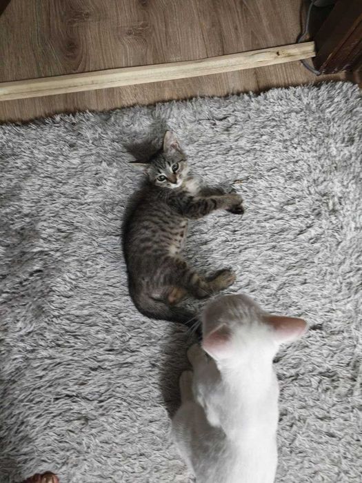 Котенок мальчик, славный, любит целовать