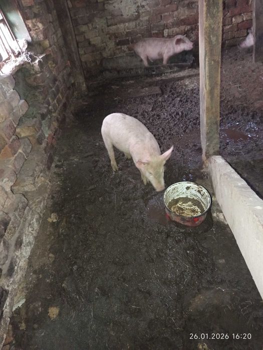 Свободни бели прасета