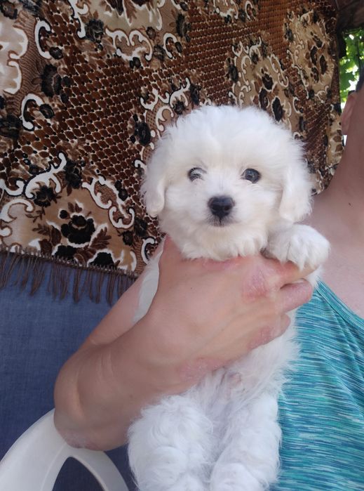Cățeluș bichon 8 saptamani
