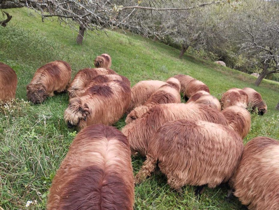 Ofer spre vânzare 18 oi țurcane