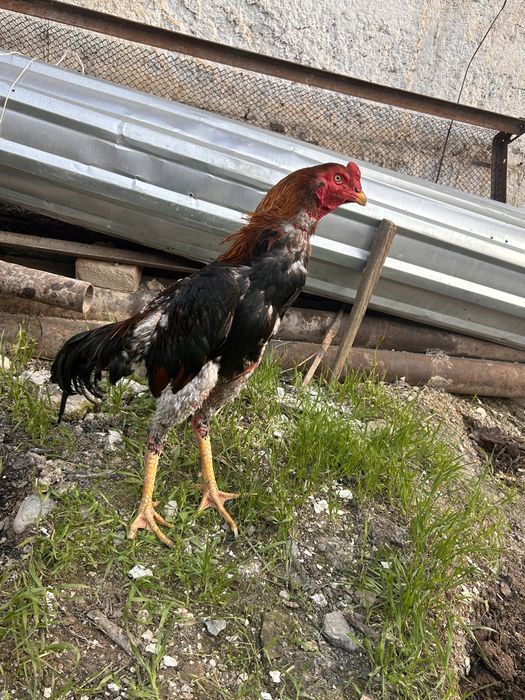 Петух майский