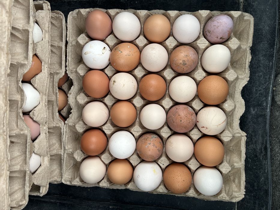 мясо домашнего бройлеры и яйца домашние