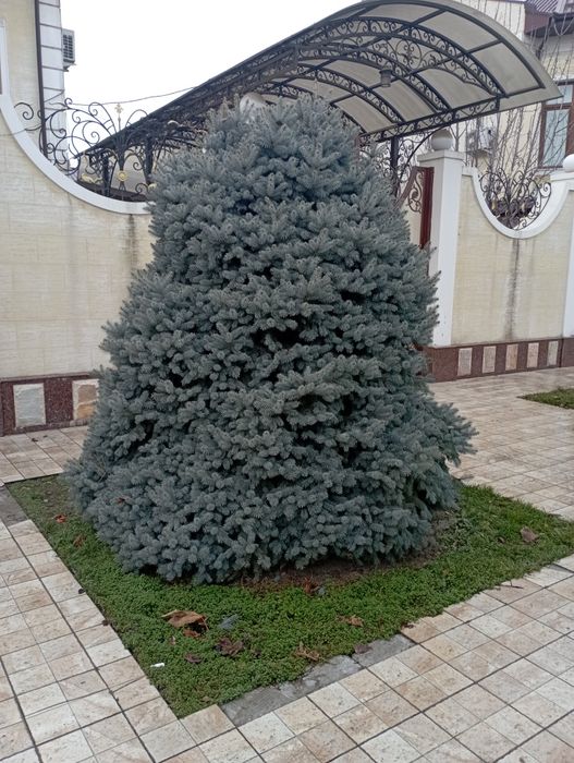 Lanshad dizayn abrezka mevali daraxtlar