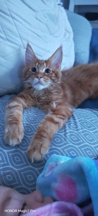 Pui Maine Coon cu pedigree