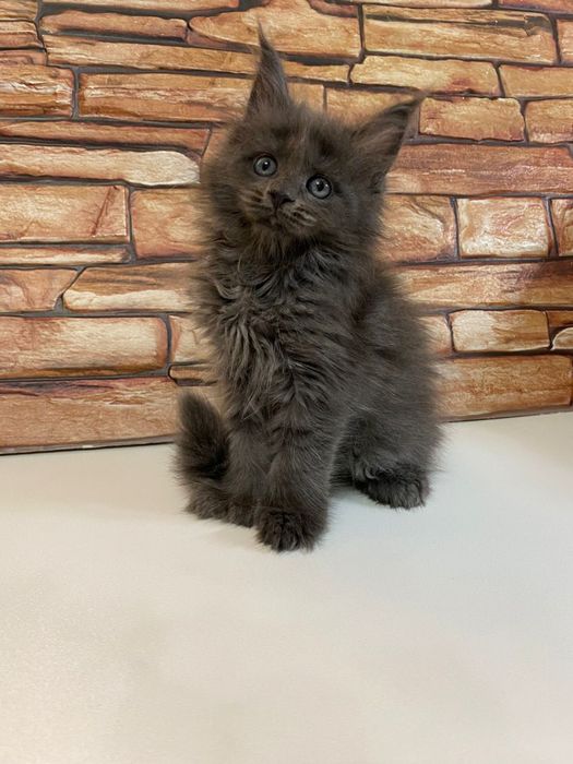 Девочки Мейн-Кун