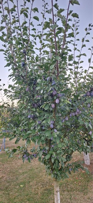 Prune galbene de vanzare
