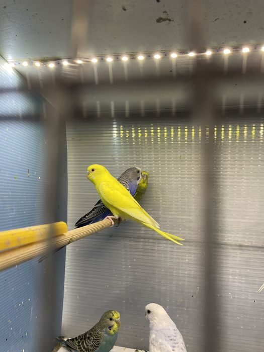 Вълнисти папагали