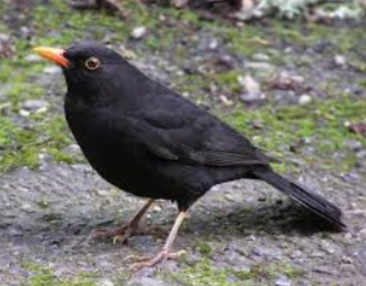 Rus qishloq jinsiy aloqa