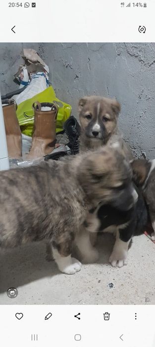 Ұрғашы алабай кушік сатылады