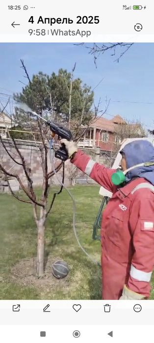 Обрезка деревьев. Обработка деревьев