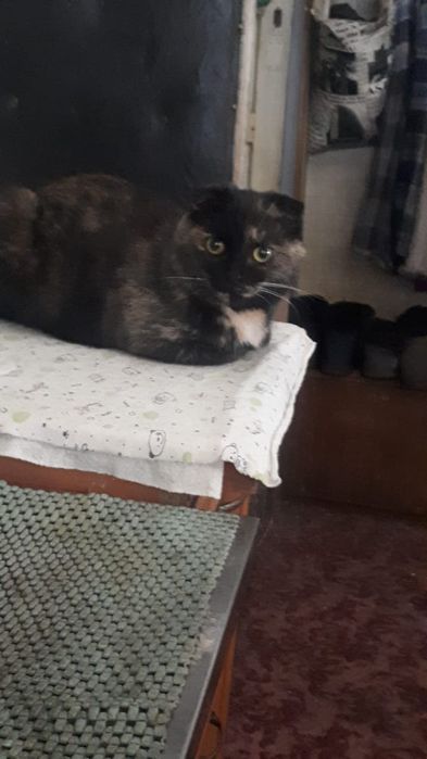 Срочно продам кошку