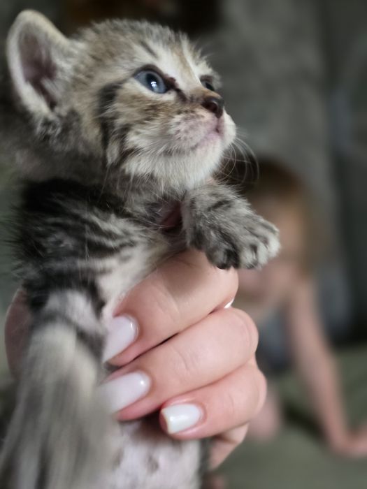Отдам котят в добрые руки
