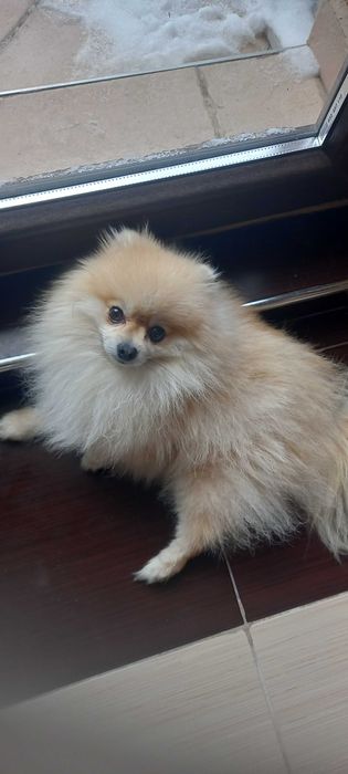 Подава мъжки померан