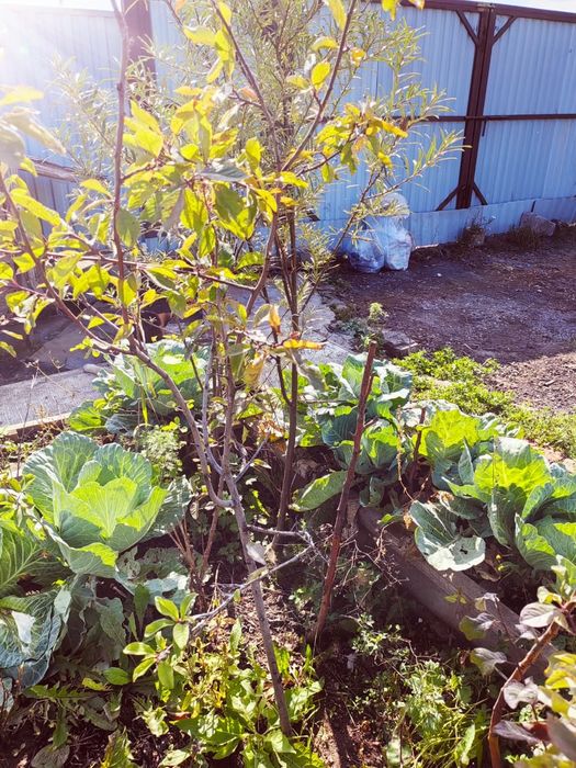 Продам саженцы деревьев икустарников