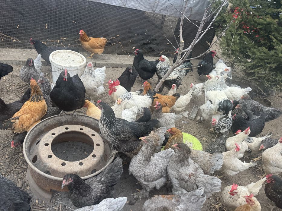 Oua australorp,brahma,kabir