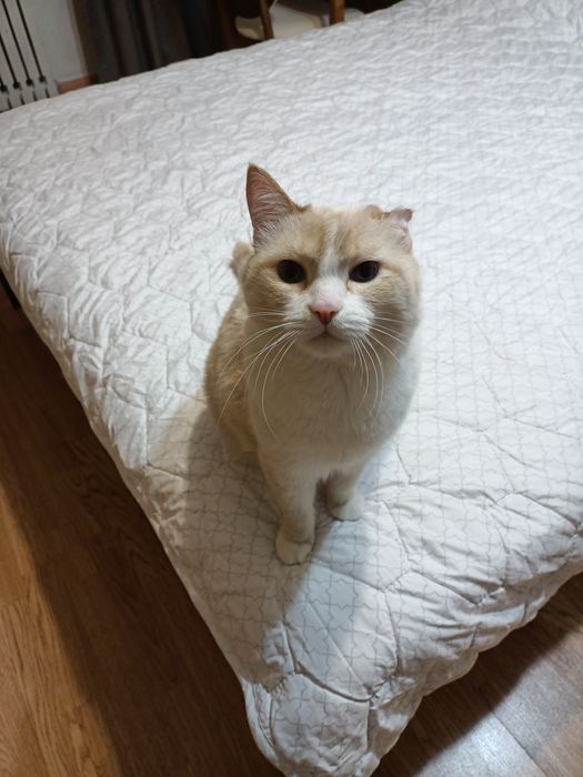 кошечка и котик ищут дом