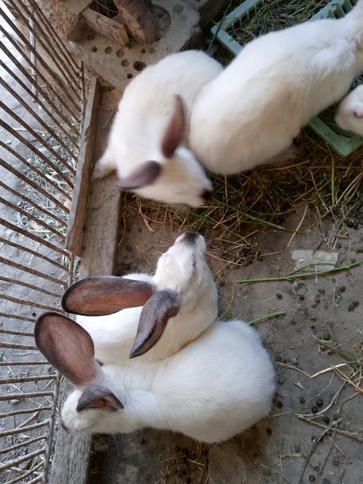 Kaliforniya quyon sotiladi