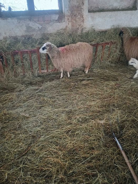 Vând 10 oi ,6 îs fătate