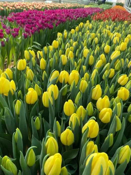 Тюльпан оптом Алматы