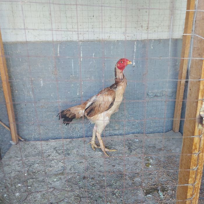 Хинтушка 1.5год мошная курочка