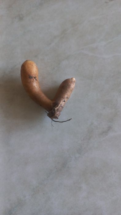 Продам клубни Глоризы