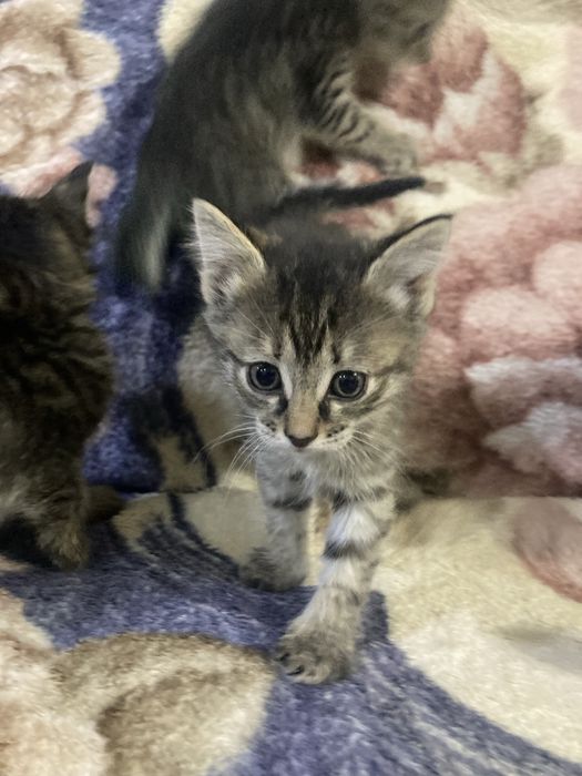 Отдам котят в добрые руки