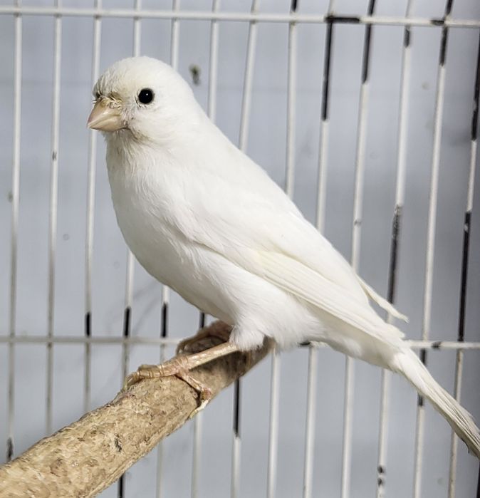 Шикарно поющие кенары