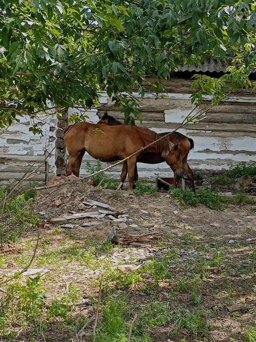 Продам лошадь семи летку