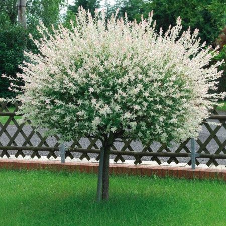 Salcie Japoneza la Ghiveci pe Trunchi